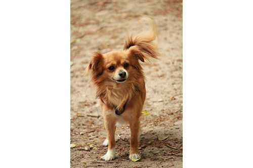 狗狗智商大比拼-蝴蝶犬(Papillon)